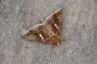Chrysodeixis chalcites
