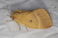 Lasiocampa quercus quercus