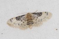 Idaea filicata