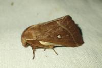 Lasiocampa trifolii trifolii