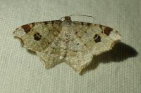Macaria notata