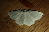 Cabera exanthemata