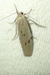 Pelosia muscerda