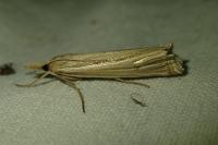 Ancylolomia