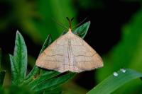 Polypogon tentacularia
