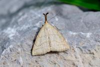 Polypogon tentacularia