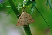 Polypogon tentacularia