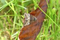 Mesoligia furuncula
