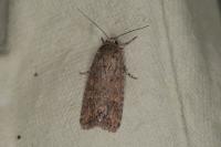 Spodoptera exigua