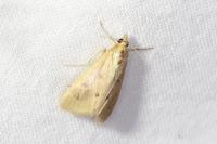 Achyra nudalis