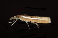 Agriphila tristella