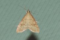 Udea fulvalis
