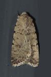 Caradrina clavipalpis