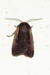 Ochropleura plecta