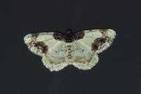 Ligdia adustata
