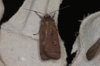 Xestia xanthographa