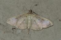 Patania ruralis