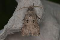 Agrotis bigramma
