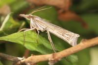 Ancylolomia