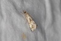 Euchromius cambridgei