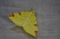 Opisthograptis luteolata