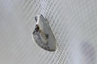 Cilix glaucata