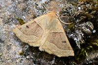 Crocallis elinguaria