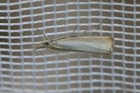 Agriphila straminella