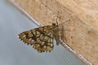 Chiasmia clathrata