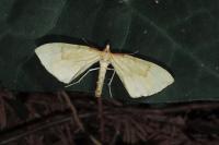 Gandaritis pyraliata