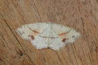 Cyclophora punctaria