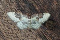 Idaea rusticata