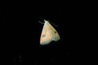 Rivula sericealis