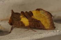 Diachrysia chrysitis