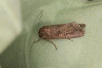 Spodoptera exigua