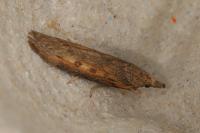 Lamoria zelleri