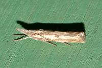 Agriphila inquinatella
