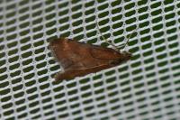 Pyrausta despicata
