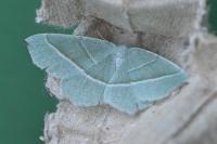 Campaea margaritaria