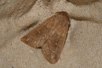 Mythimna albipuncta