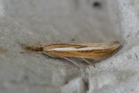 Agriphila tristella