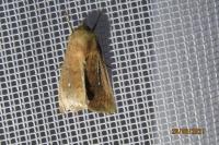 Mythimna albipuncta