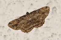 Peribatodes rhomboidaria rhomboidaria