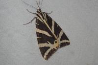 Euplagia quadripunctaria