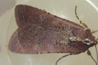 Peridroma saucia