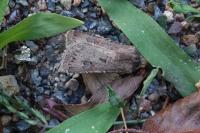 Agrotis bigramma