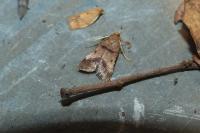 Stemmatophora brunnealis