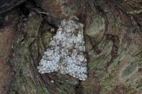 Hecatera dysodea