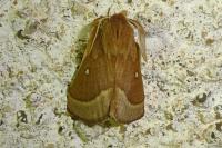 Lasiocampa trifolii trifolii