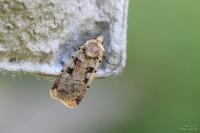 Xestia triangulum
